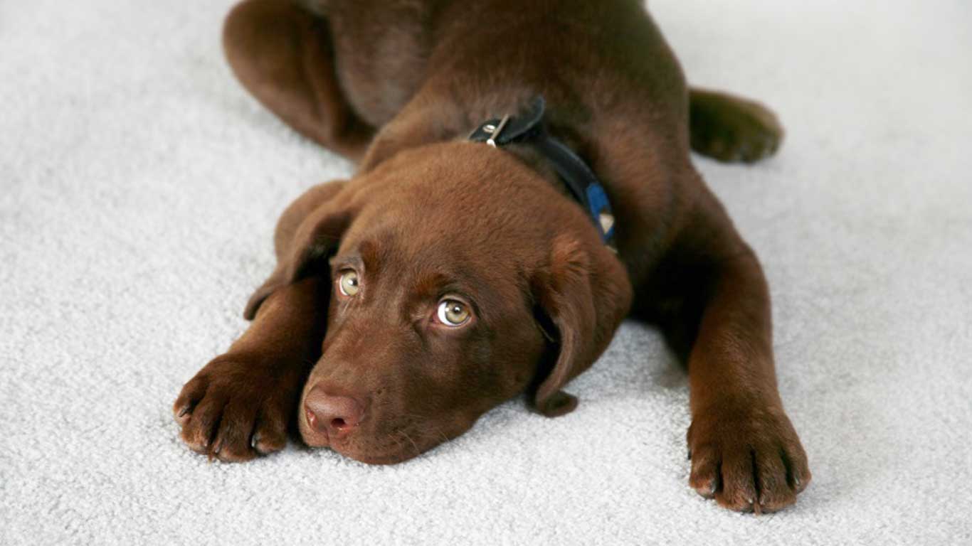 Pet Stain & Odor Removal
