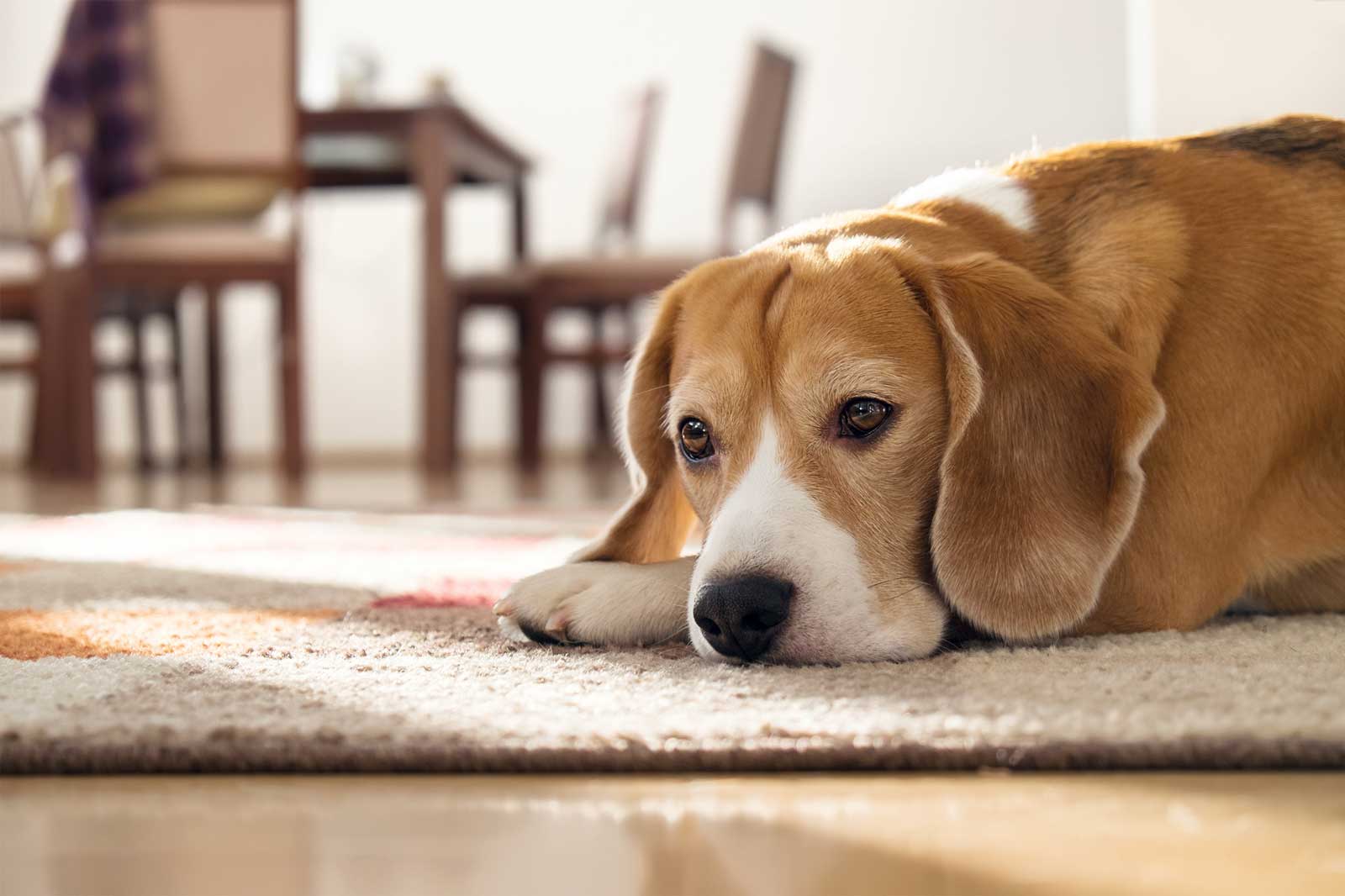 Pet stain and odor treatment