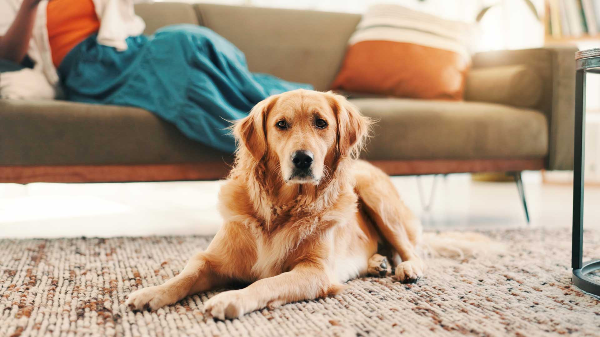 Pet odor and stain removal