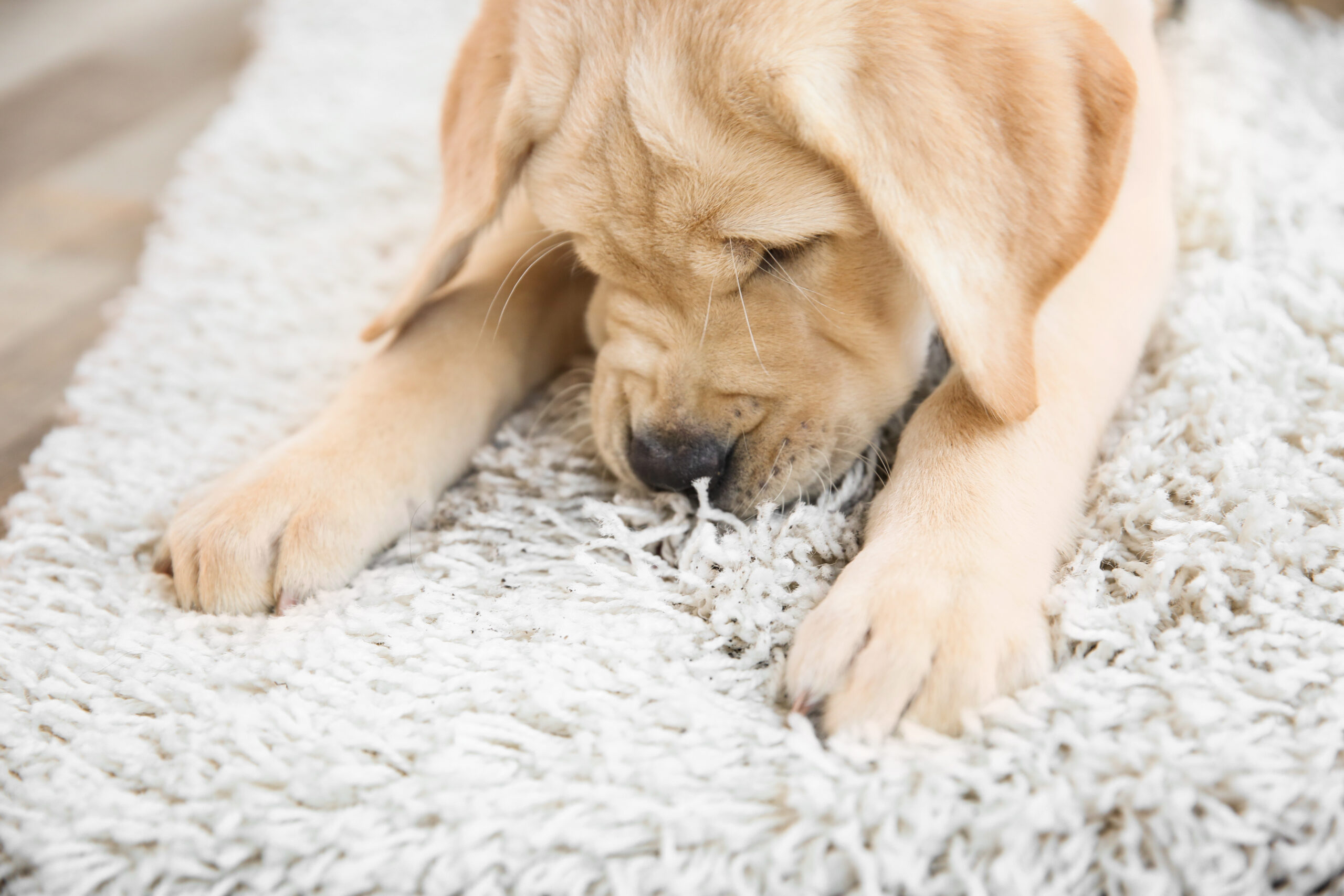 How to Handle Pet Stains and Odors Before They Become Permanent