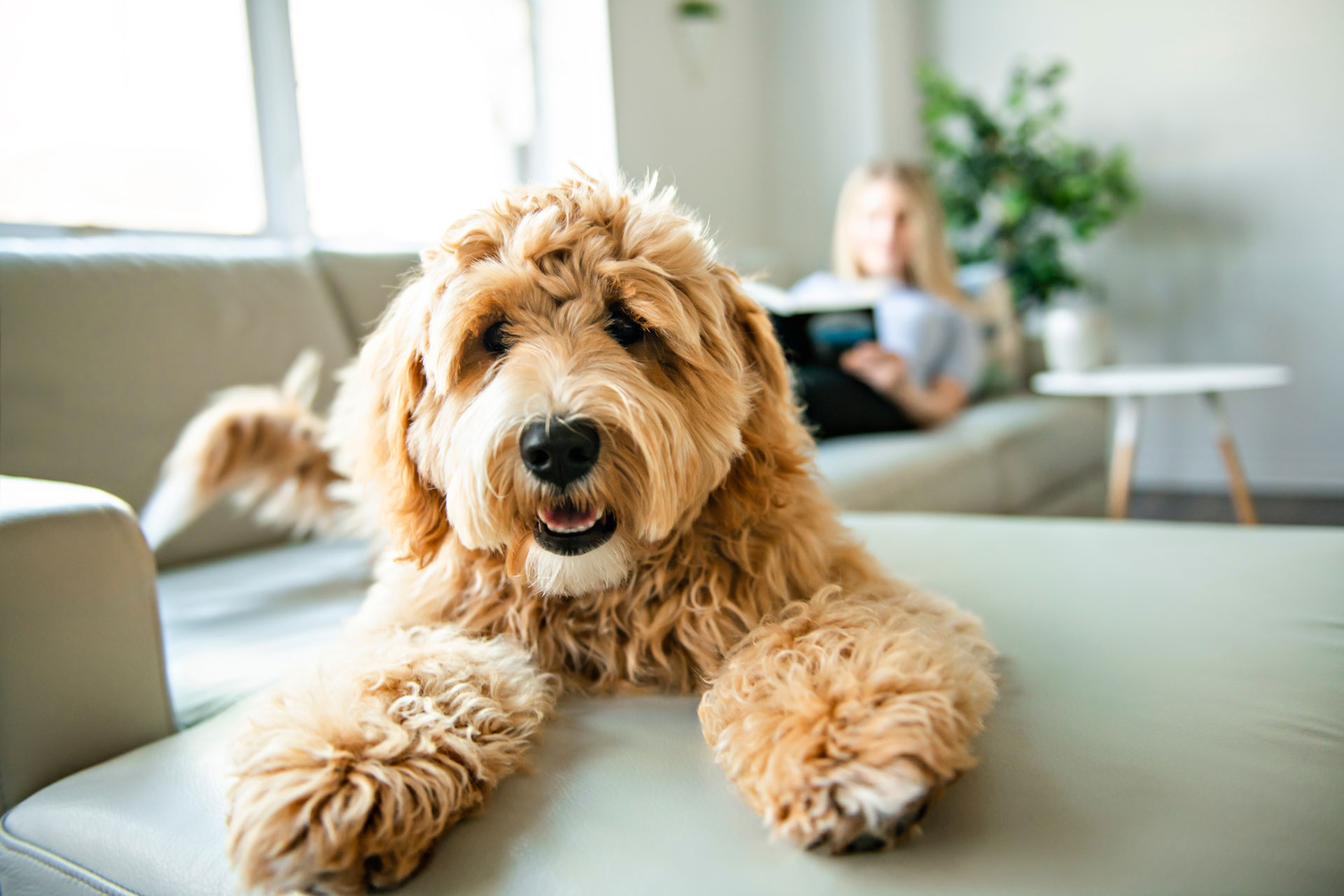 Pet stain and odor removal