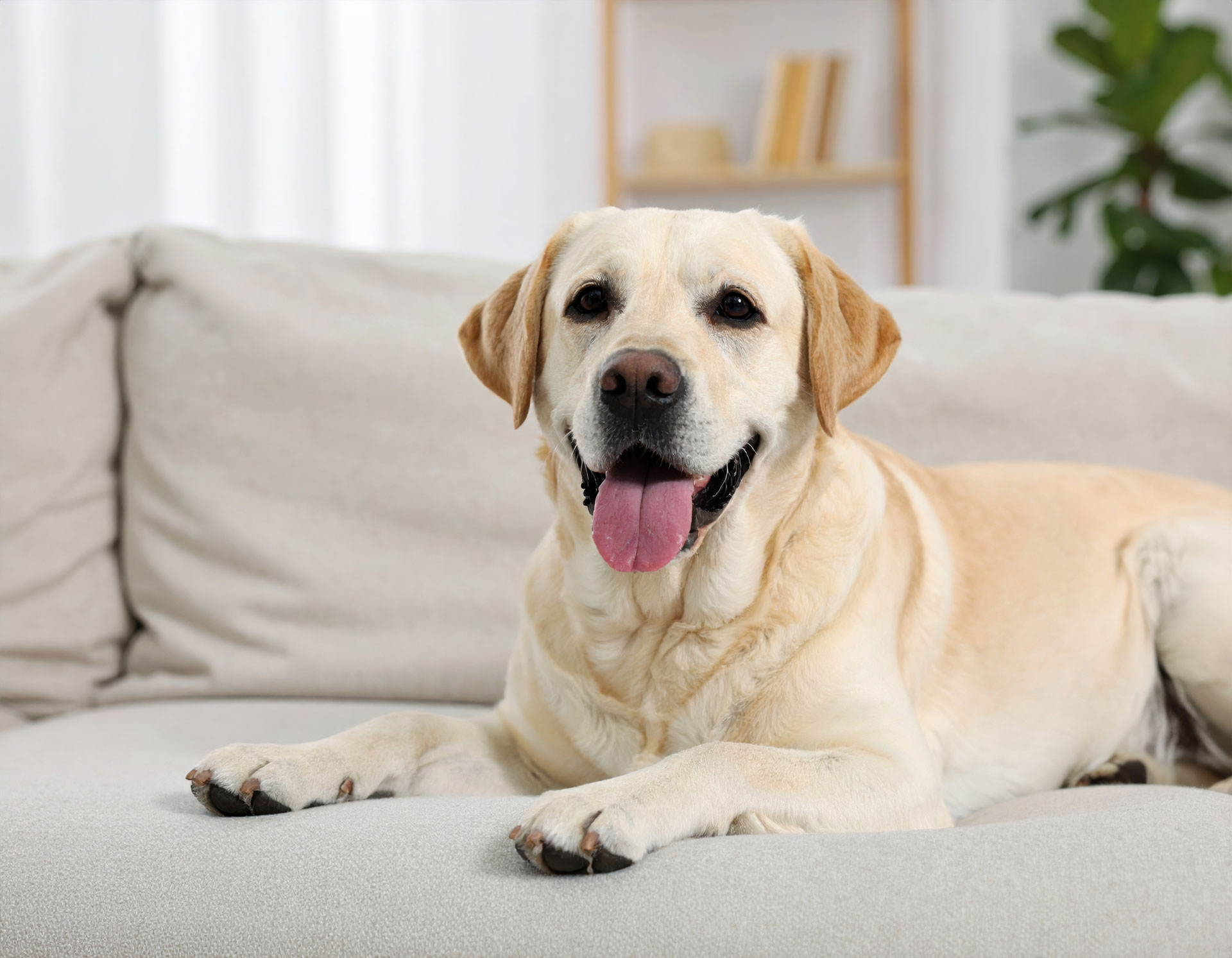 Pet odor and urine removal