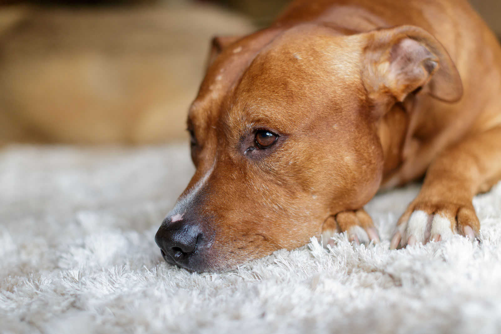 Carpet & fabric protectant